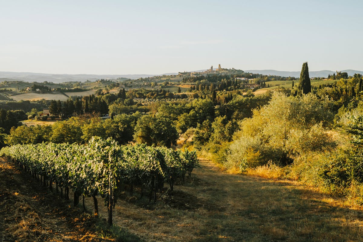 Olive grove terraces on the hillside above Herceg Novi
